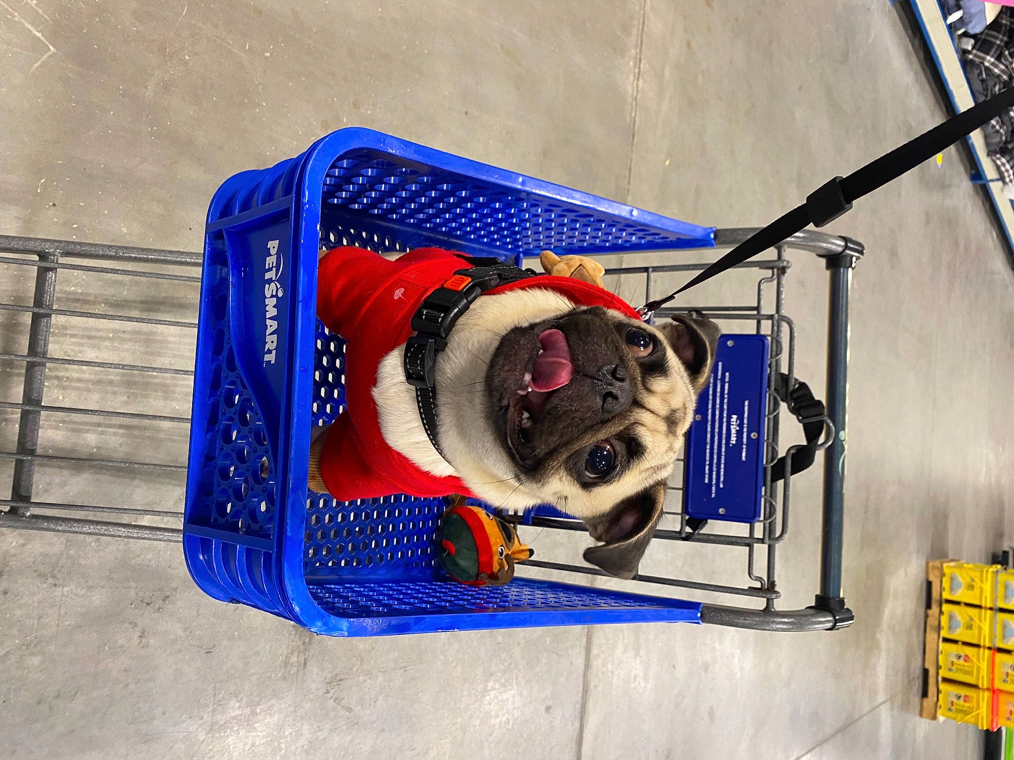 Ruthie joined the competition — help win amazing prizes! audio_equipment, auto_part, automotive_design, automotive_exterior, automotive_lighting, automotive_tire, automotive_wheel_system, bicycle_tire, blue, dog, electric_blue, electrical_wiring, engineering, gas, machine, motor_vehicle, recreation, rim, water, wire