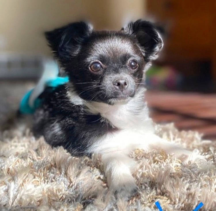 Kiki is registered to the contest to win money with this photo: canidae, carnivore, chihuahua, companion_dog, dog, dog_breed, fawn, fur, non_sporting_group, puppy, snout, sporting_group, terrestrial_animal, toy_dog, whiskers, working_animal