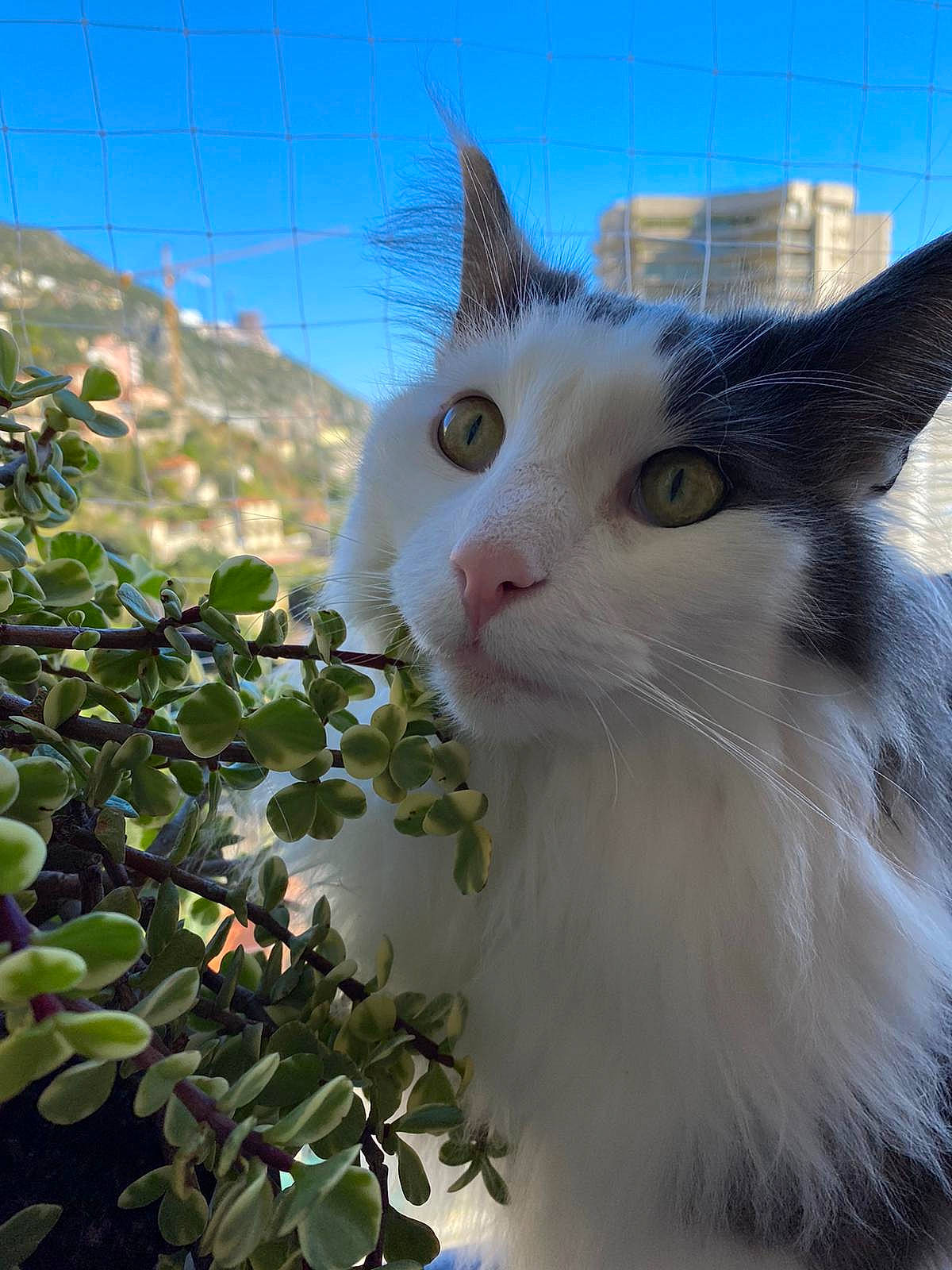 Jojo a rejoint le concours — aidez-le/la à gagner de superbes lots ! carnivore, cat, domestic_short_haired_cat, felidae, fur, grass, plant, sky, small_to_medium_sized_cats, tail, tree, whiskers, window