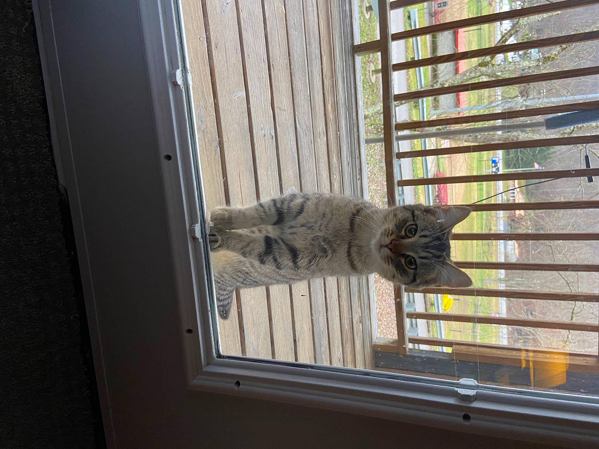 Sam joined the competition — help win amazing prizes! building, carnivore, cat, daylighting, domestic_short_haired_cat, felidae, fixture, fur, glass, line, plant, sash_window, small_to_medium_sized_cats, tail, tints_and_shades, tree, whiskers, window, window_covering, wood