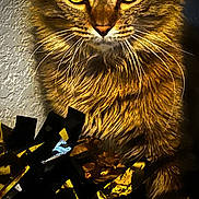 Savior joined the competition — help win amazing prizes! animal, black, cat, close_up, cute, feline, festive, fluffy, fur, gold, indoor, pet, portrait, ribbons, shiny, tabby, texture, wall, whiskers, yellow_eyes