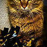 animal, black, cat, close_up, cute, feline, festive, fluffy, fur, gold, indoor, pet, portrait, ribbons, shiny, tabby, texture, wall, whiskers, yellow_eyes