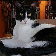 Inox a rejoint le concours — aidez-le/la à gagner de superbes lots ! cat, black_and_white, indoor, pet, animal, feline, relaxed, lying_down, soft_surface, curious_eyes, whiskers, ears, tail, cozy, home, furniture, background, warm_lighting, close_up, domestic