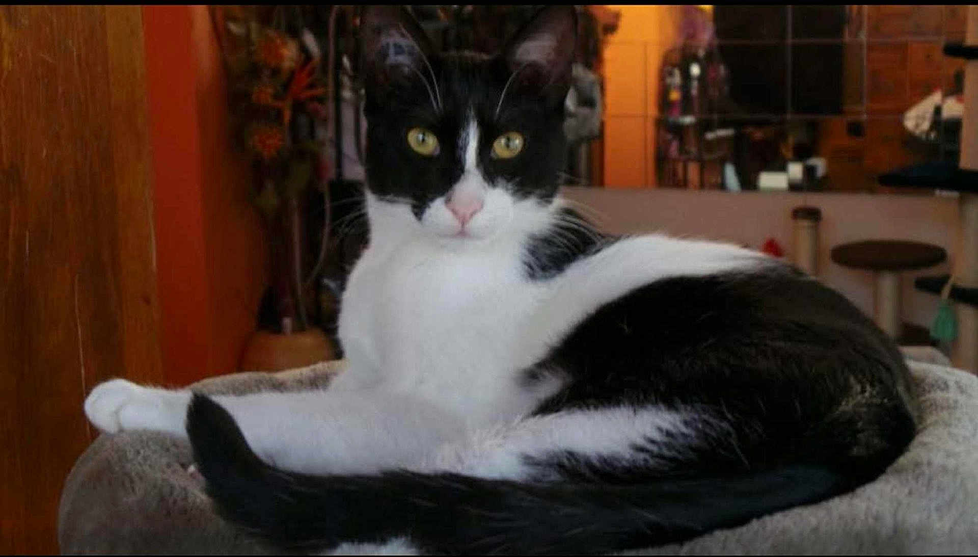 Inox a rejoint le concours — aidez-le/la à gagner de superbes lots ! cat, black_and_white, indoor, pet, animal, feline, relaxed, lying_down, soft_surface, curious_eyes, whiskers, ears, tail, cozy, home, furniture, background, warm_lighting, close_up, domestic