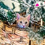 animal, basket, cat, closeup, curious, cute, ears, eyes, face, feline, greenery, indoor, kitten, nature, orange_cat, pet, pine_branches, snow, winter, woven_basket