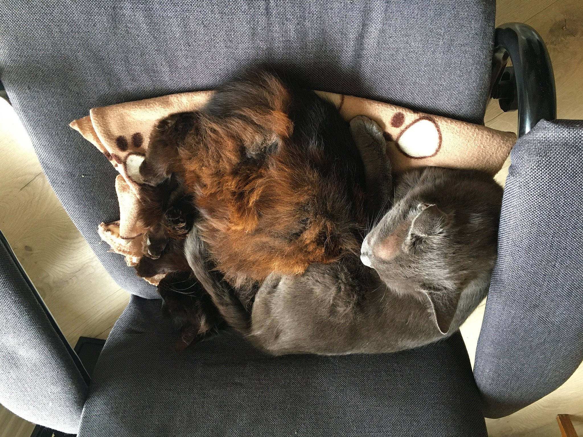 Yopa a rejoint le concours — aidez-le/la à gagner de superbes lots ! armrest, canidae, carnivore, cat, chair, comfort, companion_dog, dog_breed, domestic_short_haired_cat, felidae, fur, human_leg, lap, luggage_and_bags, sitting, small_to_medium_sized_cats, sporting_group, tail, vertebrate, whiskers