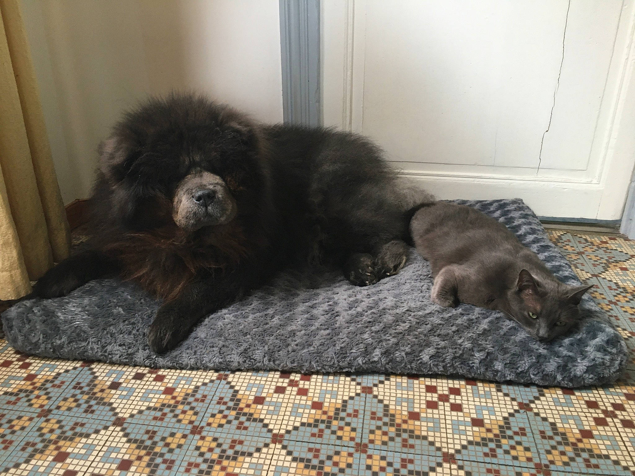 Yopa a rejoint le concours — aidez-le/la à gagner de superbes lots ! black_cat, bombay, canidae, carnivore, claw, comfort, companion_dog, dog, dog_breed, felidae, flooring, fur, grey, liver, small_to_medium_sized_cats, snout, sporting_group, tail, terrestrial_animal, whiskers