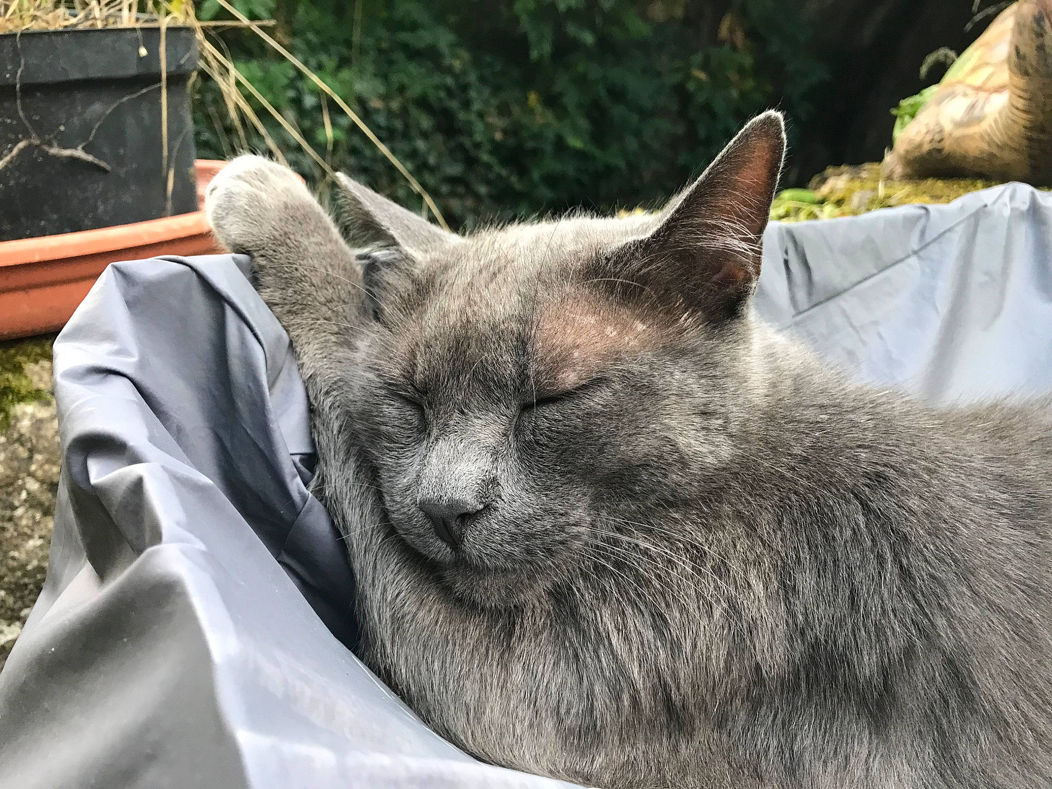Yopa a rejoint le concours — aidez-le/la à gagner de superbes lots ! carnivore, cat, comfort, domestic_short_haired_cat, fawn, felidae, fur, grass, grey, groundcover, nap, plant, russian_blue, small_to_medium_sized_cats, snout, tail, terrestrial_animal, tree, whiskers, wildlife