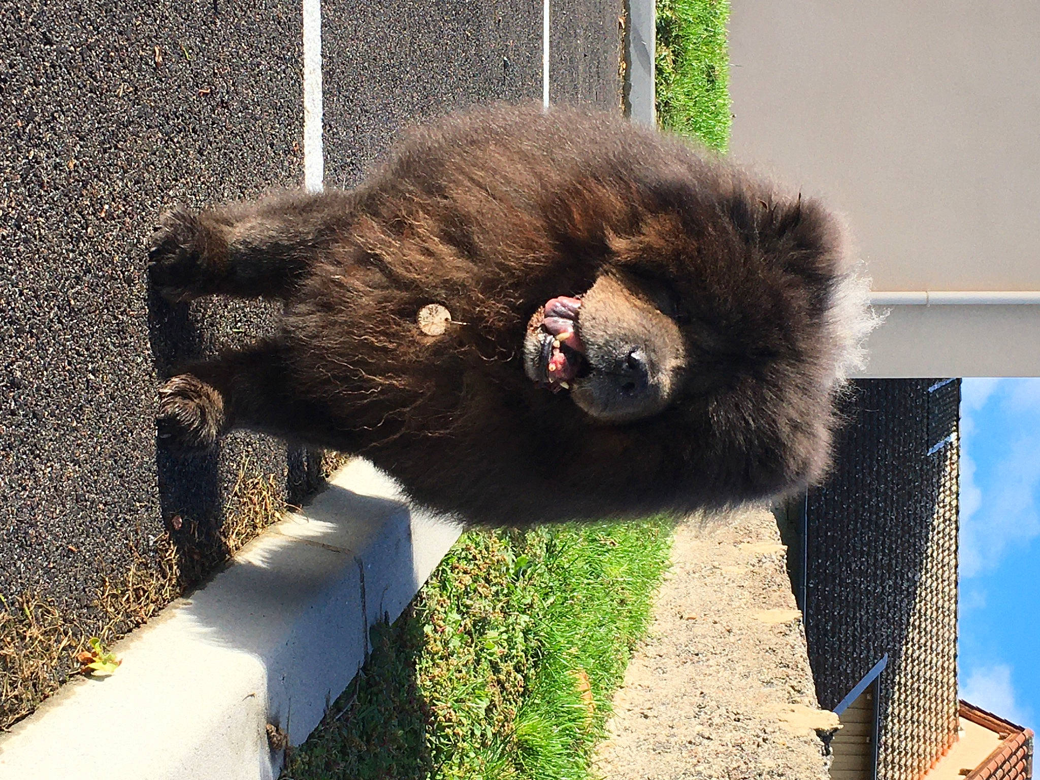 Léa a rejoint le concours — aidez-le/la à gagner de superbes lots ! american_black_bear, bear, brown_bear, canidae, carnivore, dog_breed, felidae, fur, plant, shadow, small_to_medium_sized_cats, snout, sporting_group, tail, terrestrial_animal, trunk, water, wildlife, working_animal, zoo