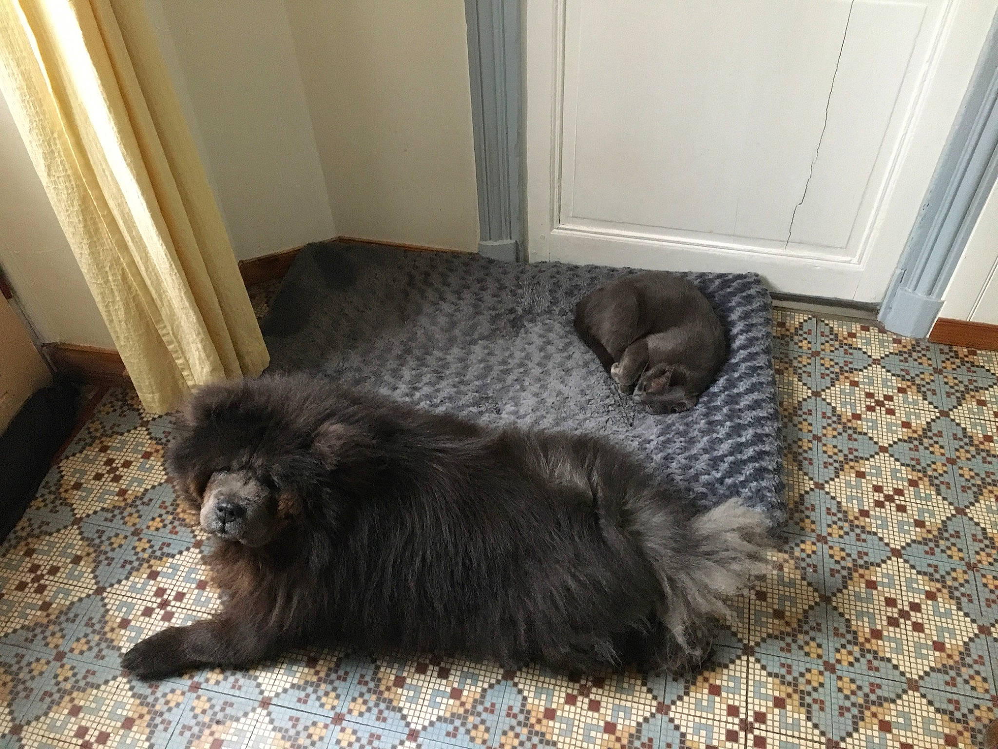 Léa participe au concours pour gagner de l'argent avec cette photo : canidae, carnivore, comfort, companion_dog, curtain, dog, dog_breed, door, fawn, floor, flooring, fur, hardwood, liver, sporting_group, tail, terrier, toy_dog, wood, working_animal