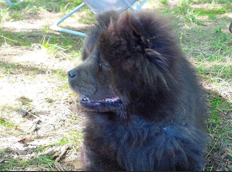 Léa a rejoint le concours — aidez-le/la à gagner de superbes lots ! canidae, carnivore, caucasian_shepherd_dog, companion_dog, dog, dog_breed, fawn, fur, german_spitz, german_spitz_klein, german_spitz_mittel, giant_dog_breed, grass, herding_dog, liver, spitz, terrestrial_animal, tibetan_mastiff, volpino_italiano, working_animal