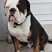 Hulk participe au concours pour gagner de l'argent avec cette photo : animal, bostonbull, boxer, bulldog, canine, dog, frenchbulldog, pet, pitbull, puppy, snout, whitedog