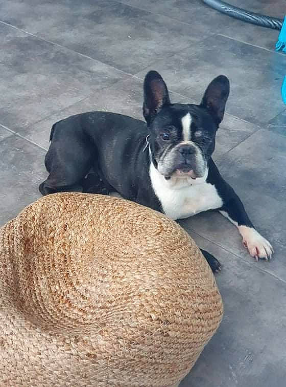Gaïa participe au concours pour gagner de l'argent avec cette photo : boston_terrier, bulldog, carnivore, comfort, companion_dog, dog, dog_bed, dog_breed, fawn, flooring, french_bulldog, molosser, sitting, snout, sporting_group, tail, toy_dog, whiskers, wood, working_animal