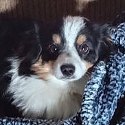 Charlie joined the competition — help win amazing prizes! animal, blanket, close_up, companion, cozy, cute, dog, domestic_animal, face, fur, furry, indoor, laying, mammal, pet, portrait, resting, soft, texture, tricolor