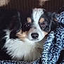 animal, blanket, close_up, companion, cozy, cute, dog, domestic_animal, face, fur, furry, indoor, laying, mammal, pet, portrait, resting, soft, texture, tricolor