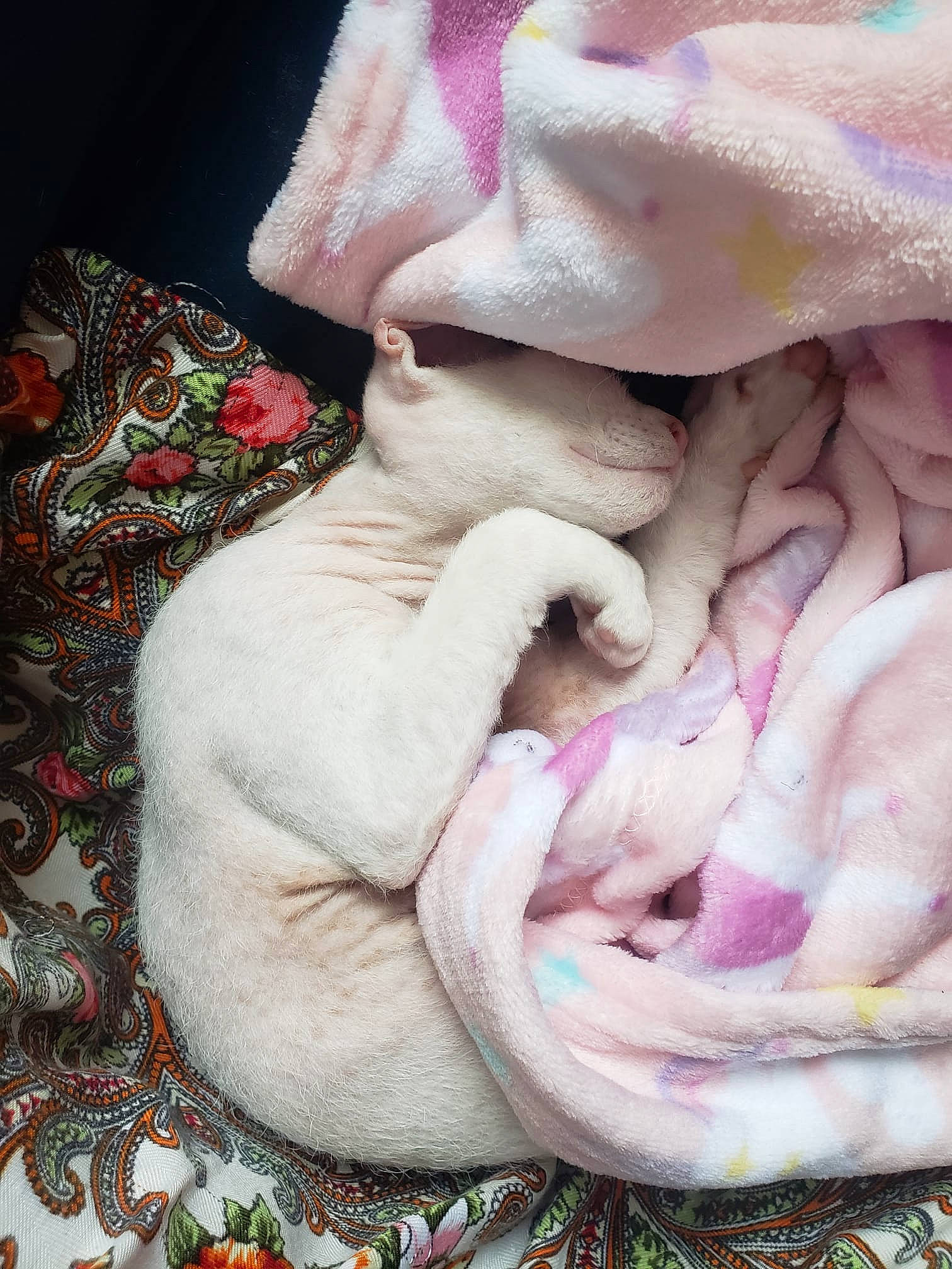 Dauphine Desire is registered to the contest to win money with this photo: bed_sheet, bedding, blanket, comfort, fashion_accessory, fur, hat, linens, magenta, nap, pattern, peach, petal, pink, rose_family, rose_order, sweetness, textile, wool, wrinkle