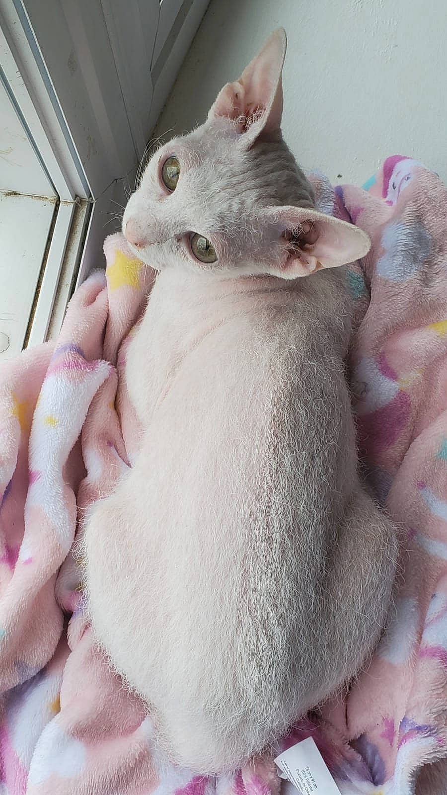 Dauphine Desire is registered to the contest to win money with this photo: carnivore, cat, claw, comfort, ear, eye, fawn, felidae, fur, gesture, grey, head, paw, pink, small_to_medium_sized_cats, snout, terrestrial_animal, whiskers