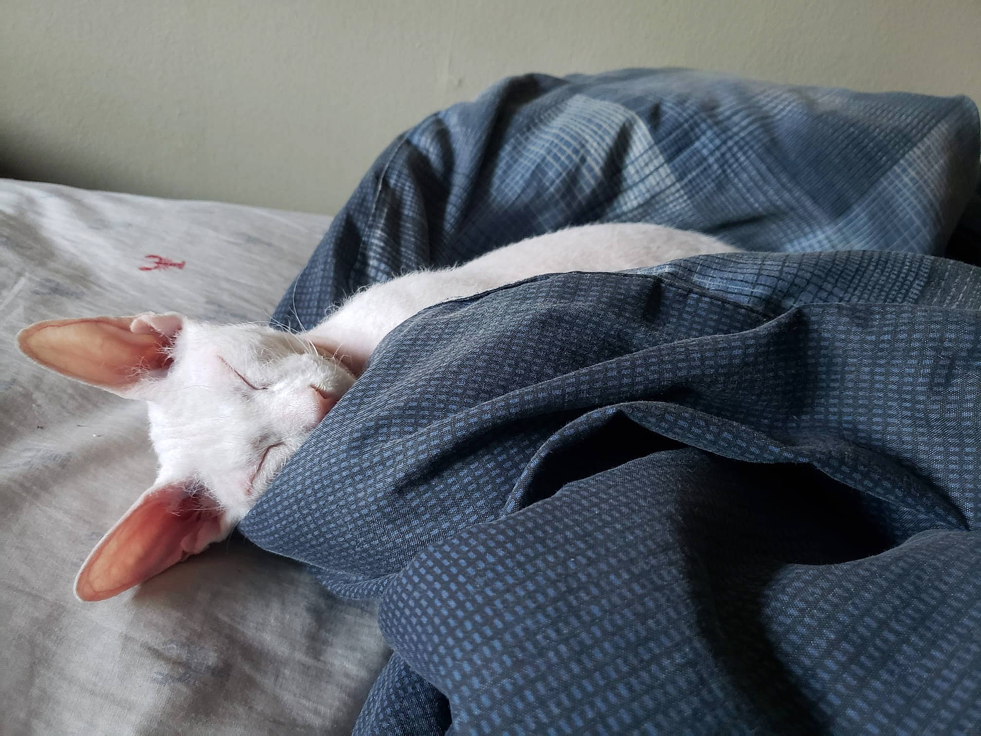 Dauphine Desire joined the competition — help win amazing prizes! carnivore, cat, comfort, fawn, felidae, flooring, foot, fur, grey, human_leg, leg, linens, nail, paw, sleeve, small_to_medium_sized_cats, tail, textile, whiskers, wood