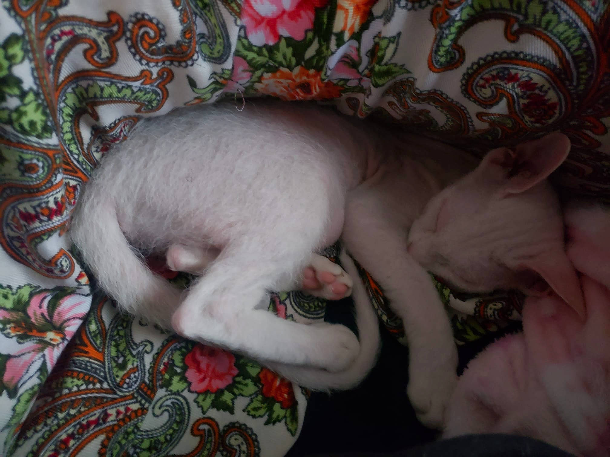 Dauphine Desire joined the competition — help win amazing prizes! canidae, carnivore, comfort, companion_dog, creative_arts, dog_breed, fawn, felidae, flesh, fur, grey, linens, pattern, paw, pink, small_to_medium_sized_cats, snout, sporting_group, tail, terrestrial_animal