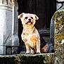 Maya a rejoint le concours — aidez-le/la à gagner de superbes lots ! dog, small_dog, fluffy, moss, lichen, stone, ledge, architecture, column, wooden_door, outdoor, pet, animal, portrait, sitting, brown, black, fur, historic, building
