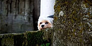 Maya participe au concours pour gagner de l'argent avec cette photo : dog, small_dog, fluffy, moss, stone, stone_wall, outdoor, curious, peeking, animal, pet, nature, green, mossy, texture, quiet, watchful, closeup, daylight, old_wall
