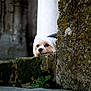 dog, small_dog, fluffy, moss, stone, stone_wall, outdoor, curious, peeking, animal, pet, nature, green, mossy, texture, quiet, watchful, closeup, daylight, old_wall