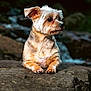 Maya participe au concours pour gagner de l'argent avec cette photo : dog, small_dog, fluffy_fur, rock, outdoor, nature, animal, pet, portrait, looking_away, brown_fur, ears, paws, calm, daylight, forest, background_blur, canine, wildlife, closeup