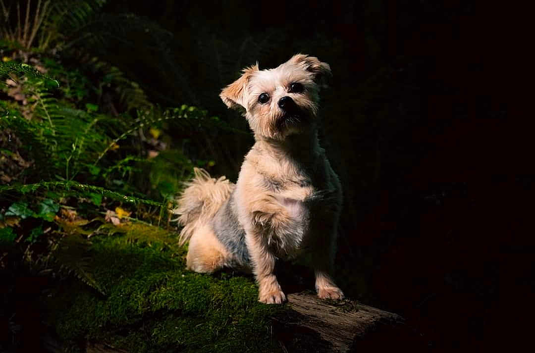 Maya