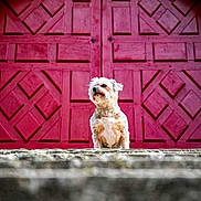 Maya a rejoint le concours — aidez-le/la à gagner de superbes lots ! dog, small_dog, steps, stone, red_door, ornate_door, outdoor, pet, animal, curious, furry, standing, architecture, building, arched_doorway, close_up, portrait, daylight, front_view, canine