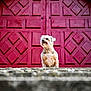 dog, small_dog, steps, stone, red_door, ornate_door, outdoor, pet, animal, curious, furry, standing, architecture, building, arched_doorway, close_up, portrait, daylight, front_view, canine