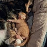 Lucy is registered to the contest to win money with this photo: cat, kitten, sleeping, cuddle, mother_cat, orange_kitten, calico_cat, pet_bed, cozy, animal, feline, nap, cute, domestic_cat, resting, soft_texture, indoor, close_up, comfort, love