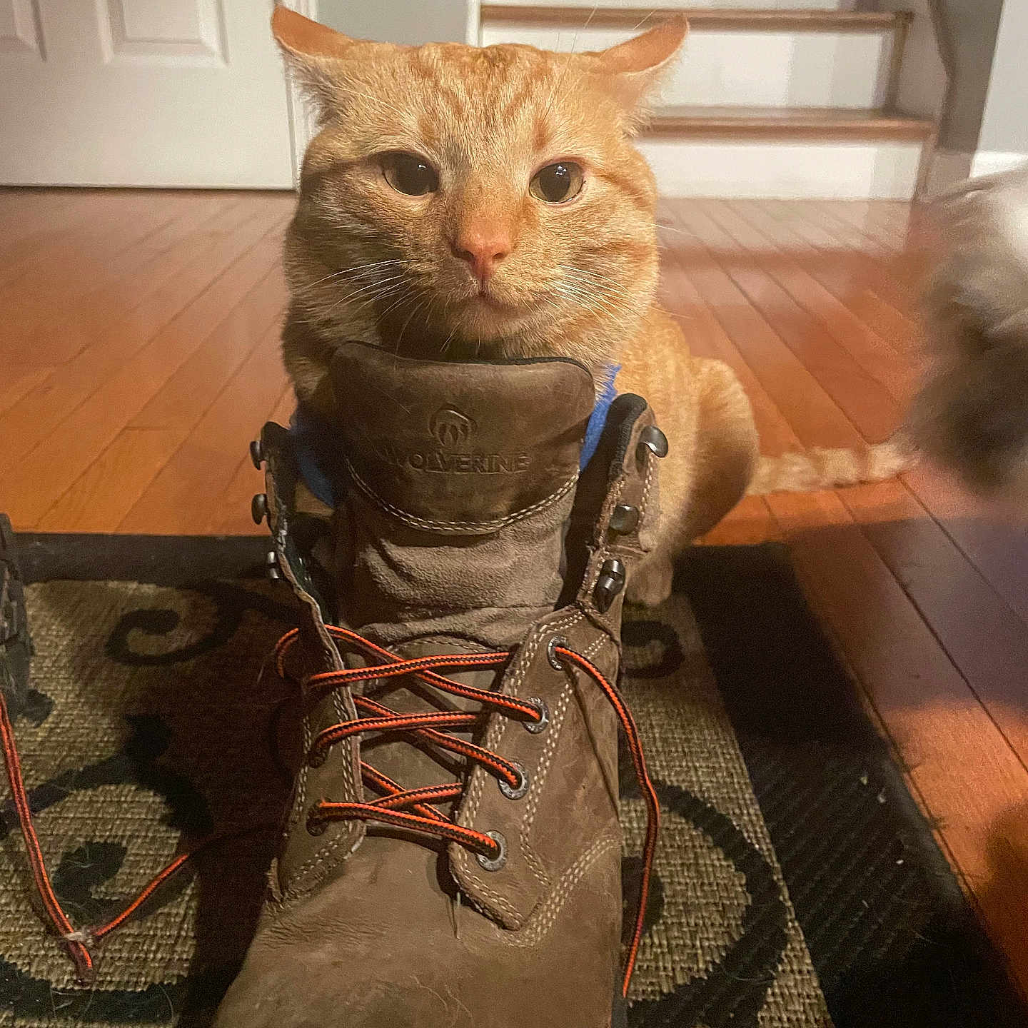 Lucy joined the competition — help win amazing prizes! cat, orange_tabby, boot, shoe, indoor, wooden_floor, stairs, door, rug, pet, animal, curious, ears, whiskers, feline, flooring, home, domestic, playful, closeup