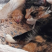Lucy joined the competition — help win amazing prizes! cat, kitten, calico_cat, orange_kitten, blanket, bed, snuggling, cozy, sleeping, pet, animal, fur, cute, indoor, resting, comfort, domestic_animal, young_animal, mammal, close_up