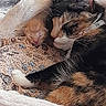 cat, kitten, calico_cat, orange_kitten, blanket, bed, snuggling, cozy, sleeping, pet, animal, fur, cute, indoor, resting, comfort, domestic_animal, young_animal, mammal, close_up