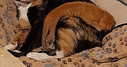 Lucy is registered to the contest to win money with this photo: cat, kitten, calico_cat, orange_kitten, wooden_box, blanket, paw_print, cozy, indoor, pet, animal, sleeping, resting, cute, feline, mammal, domestic, young, comfort, nest