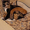 cat, kitten, calico_cat, orange_kitten, wooden_box, blanket, paw_print, cozy, indoor, pet, animal, sleeping, resting, cute, feline, mammal, domestic, young, comfort, nest
