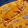 Lucy is registered to the contest to win money with this photo: kitten, sleeping, orange_cat, newborn, blanket, paw_prints, cozy, feline, fur, cute, resting, animal, pet, indoors, soft, texture, small, peaceful, warm, comfort