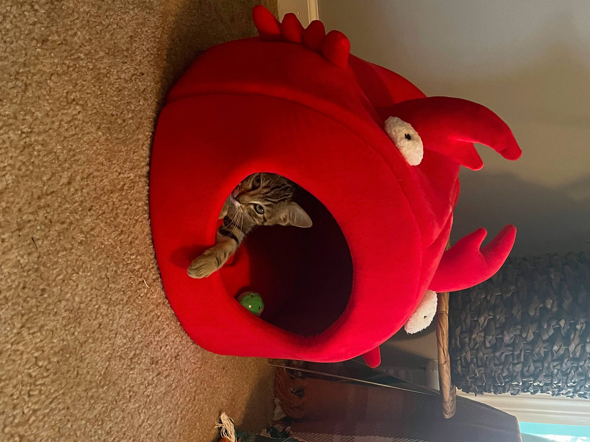 Brutus is registered to the contest to win money with this photo: art, automotive_wheel_system, ball, calabaza, carmine, circle, computer_keyboard, coquelicot, fashion_accessory, headgear, magenta, personal_protective_equipment, petal, plant, pumpkin, still_life_photography, stuffed_toy, toy, vegetable, wood