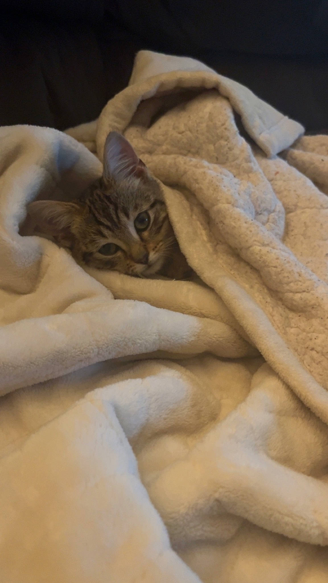 Brutus is registered to the contest to win money with this photo: bed_sheet, bedding, beige, blanket, carnivore, cat, comfort, domestic_short_haired_cat, fawn, felidae, fur, grey, linens, pattern, peach, sand, small_to_medium_sized_cats, terrestrial_animal, whiskers, wood