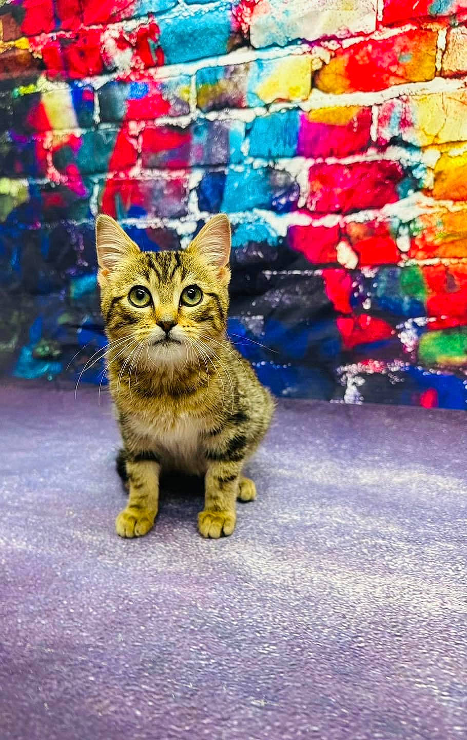 Brutus is registered to the contest to win money with this photo: art, asphalt, carnivore, cat, city, cobblestone, domestic_short_haired_cat, felidae, flooring, fur, road, road_surface, sitting, small_to_medium_sized_cats, snout, street, tail, tree, whiskers, wildlife