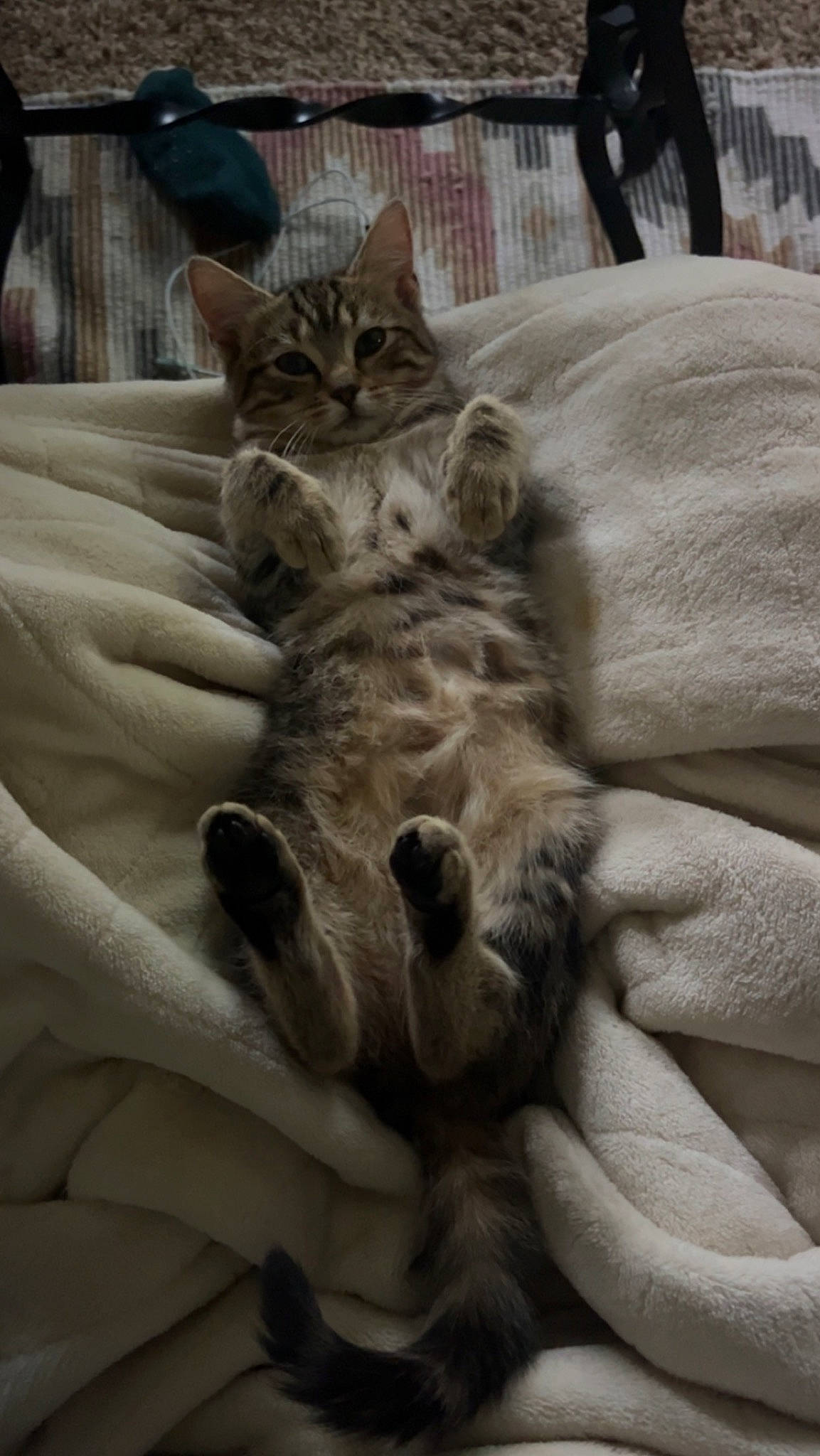 Brutus joined the competition — help win amazing prizes! bed, carnivore, cat, claw, comfort, domestic_short_haired_cat, felidae, fur, grey, nap, paw, sleep, small_to_medium_sized_cats, snout, tail, whiskers