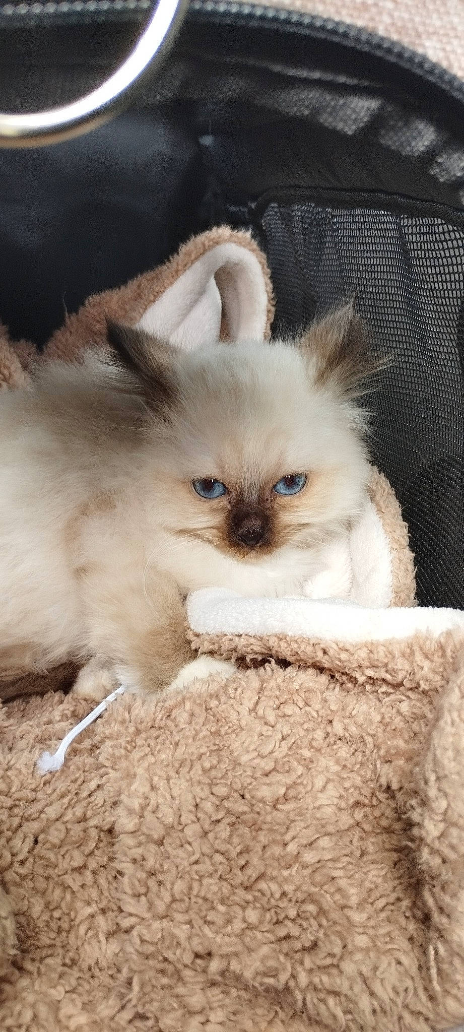 Venus participe au concours pour gagner de l'argent avec cette photo : balinese, carnivore, cat, cat_supply, claw, fawn, felidae, fur, iris, paw, photo_caption, siamese, small_to_medium_sized_cats, snout, tail, terrestrial_animal, tonkinese, whiskers