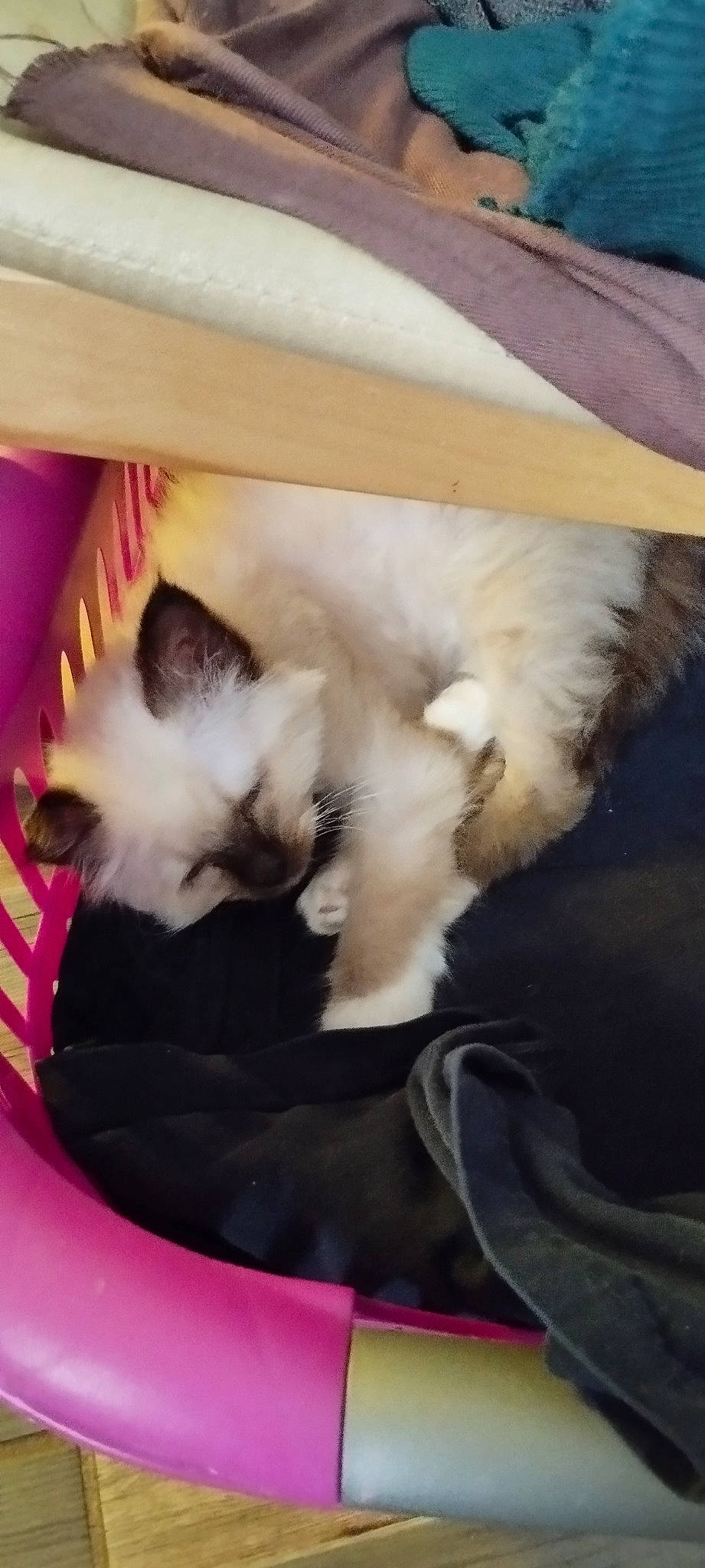 Venus participe au concours pour gagner de l'argent avec cette photo : balinese, carnivore, cat, comfort, companion_dog, dog_breed, felidae, fur, hardwood, paw, siamese, small_to_medium_sized_cats, tail, whiskers