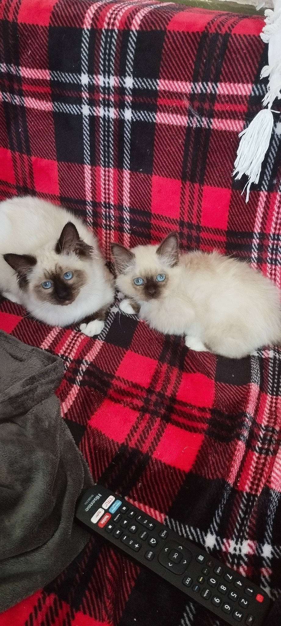 Venus participe au concours pour gagner de l'argent avec cette photo : balinese, birman, carnivore, cat, comfort, fawn, felidae, fur, iris, mammal, pattern, pet_supply, plaid, siamese, small_to_medium_sized_cats, tail, tartan, terrestrial_animal, vertebrate, whiskers