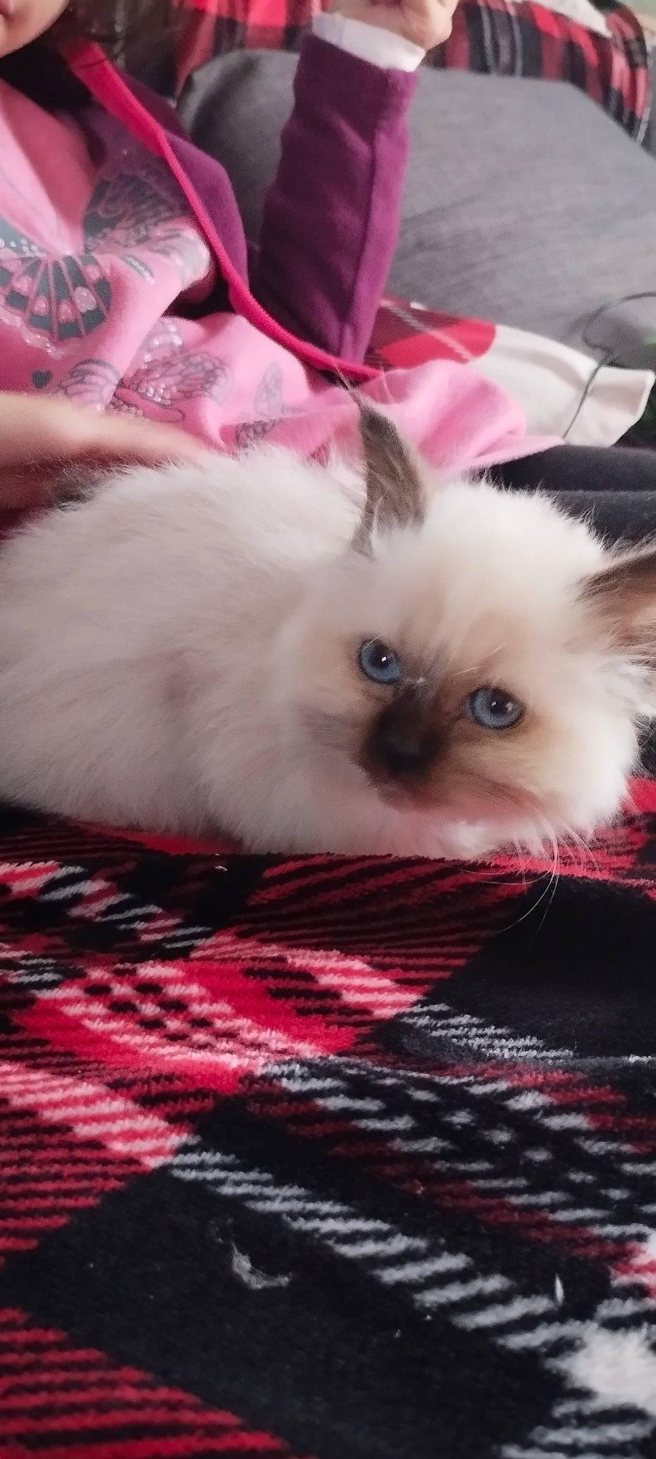 Venus a rejoint le concours — aidez-le/la à gagner de superbes lots ! carnivore, cat, cat_supply, comfort, fawn, felidae, fur, magenta, pattern, paw, photo_caption, pink, siamese, small_to_medium_sized_cats, whiskers