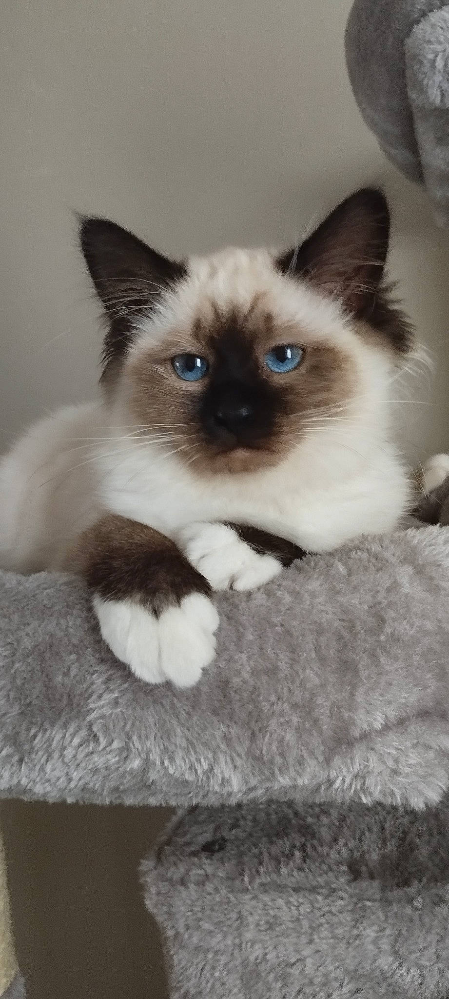 Vaiana participe au concours pour gagner de l'argent avec cette photo : balinese, birman, carnivore, cat, curious, eye, fawn, felidae, fur, iris, siamese, small_to_medium_sized_cats, snout, symmetry, terrestrial_animal, thai, whiskers