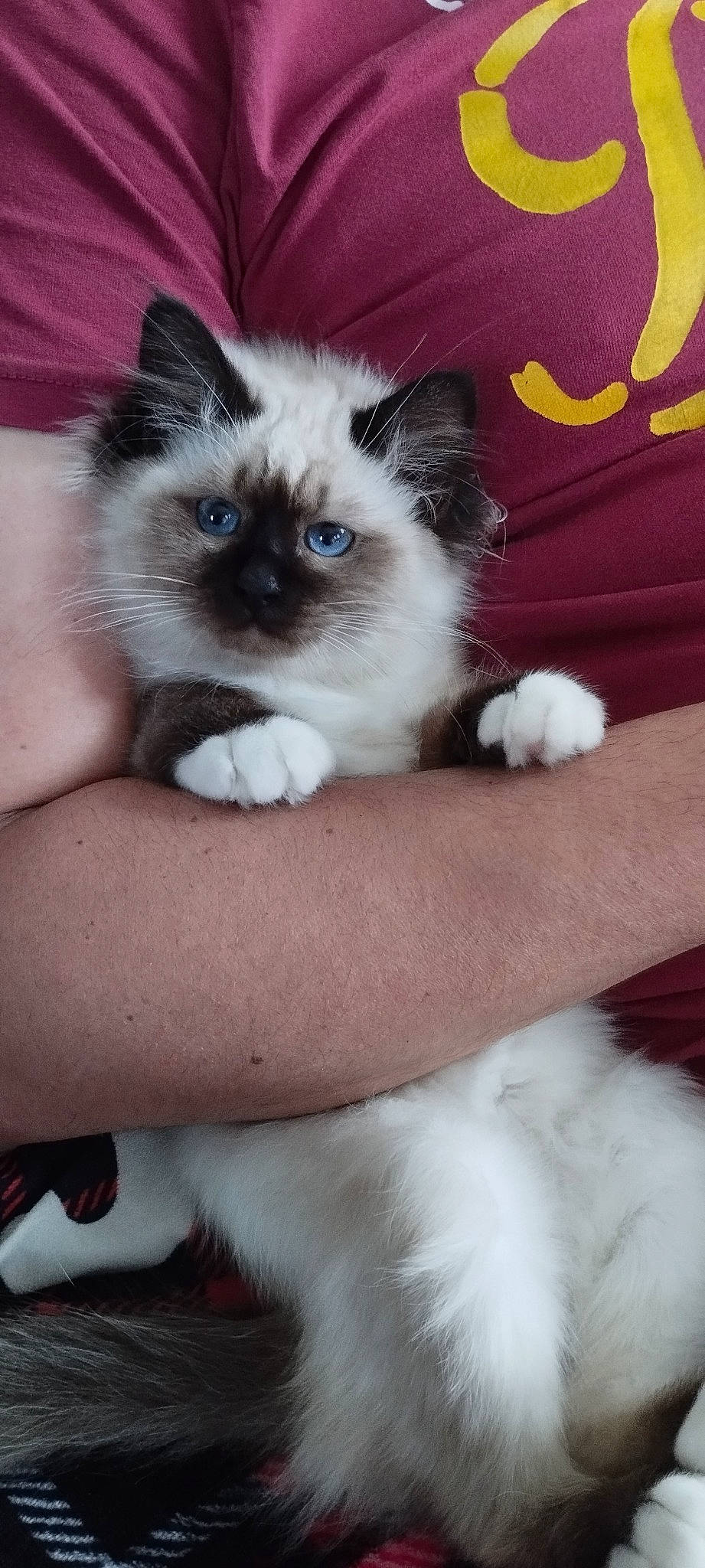 Vaiana a rejoint le concours — aidez-le/la à gagner de superbes lots ! balinese, birman, carnivore, cat, claw, comfort, companion_dog, fawn, felidae, fur, paw, ragdoll, siamese, sitting, small_to_medium_sized_cats, tail, thai, tonkinese, whiskers, white