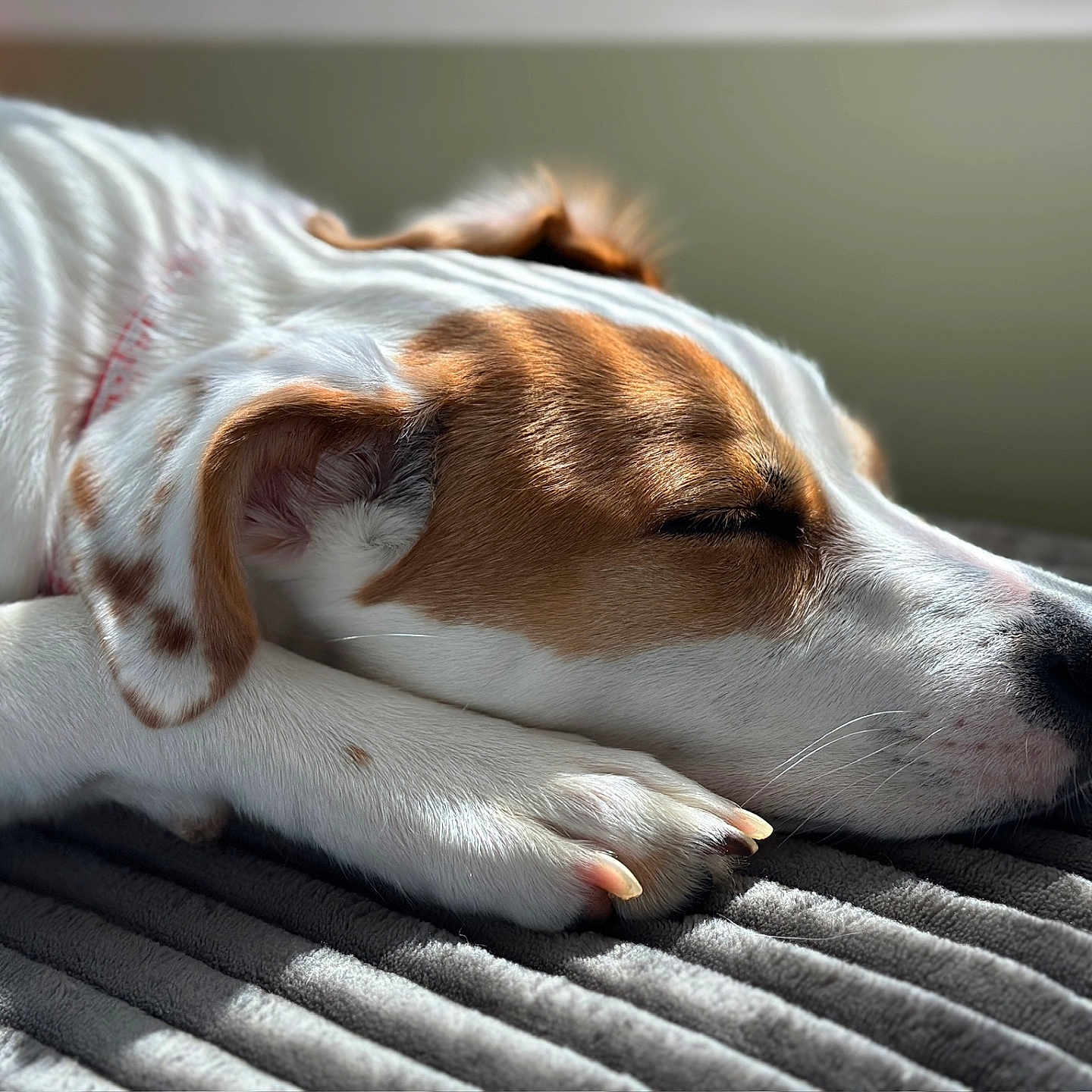 Poppy joined the competition — help win amazing prizes! animal, blanket, brown, calm, closeup, cozy, dog, ear, fur, indoor, nose, paw, pet, quiet, relaxation, resting, shadow, sleeping, sunlight, white