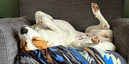 Poppy joined the competition — help win amazing prizes! armchair, blanket, brown, calm, canine, comfort, cozy, dog, furniture, home, indoor, nap, patterned_blanket, paws, pet, relaxed, resting, sleeping, upside_down, white