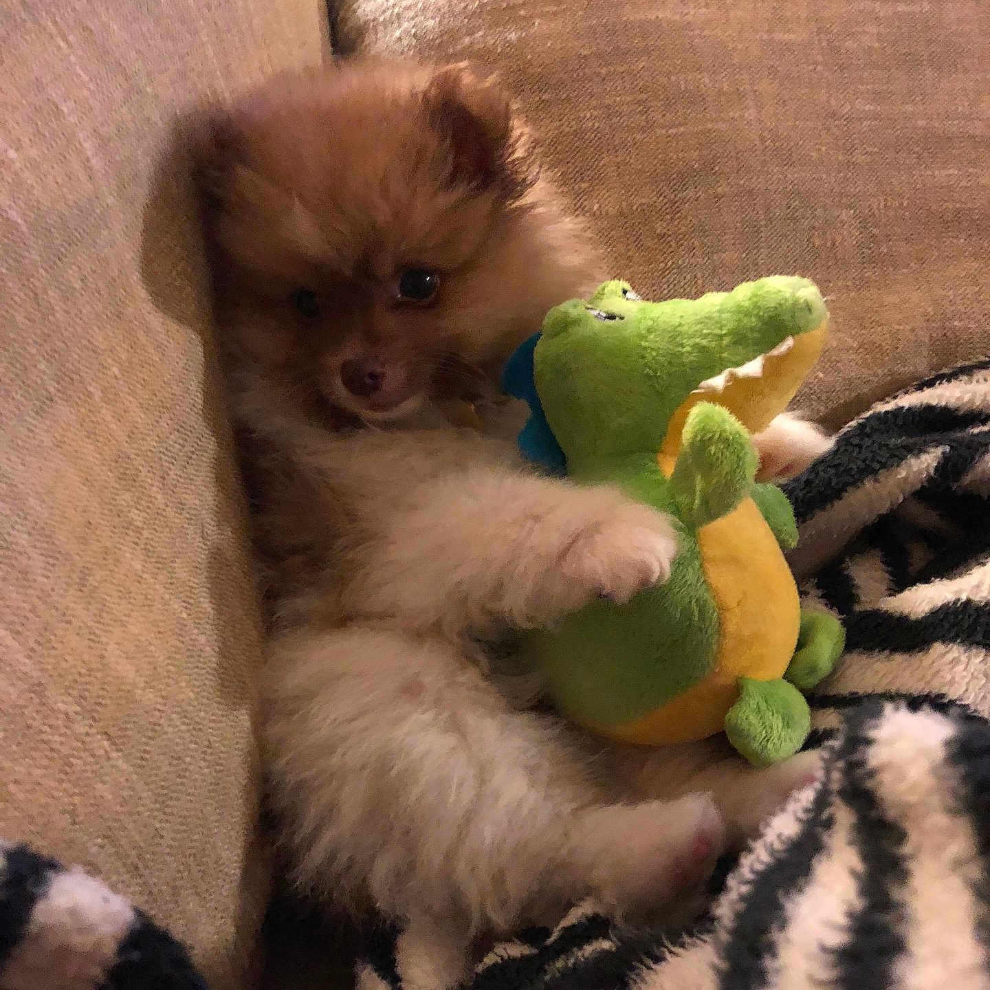 Romeo